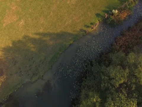 Birds in River Stock Footage 80353516