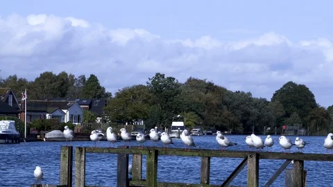 Birds by the river Stock Footage 116894840