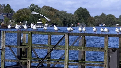 Birds by the river Stock Footage 116895007