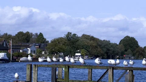 Birds by the river 스톡 동영상 116895382