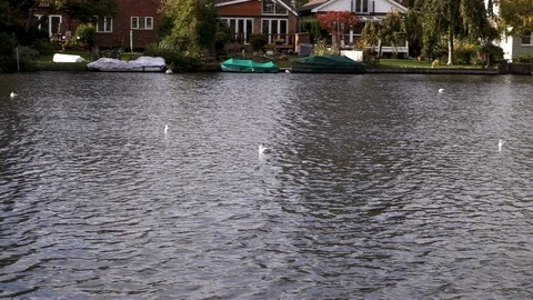 Birds on the river Stock Footage 118166308