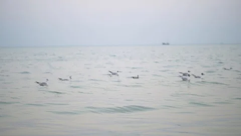 Birds on the river Stock Footage 123677018