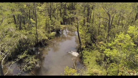 Birds in river Stock Footage 127243158