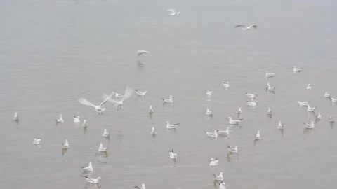 Birds in the river Video stock 145020162