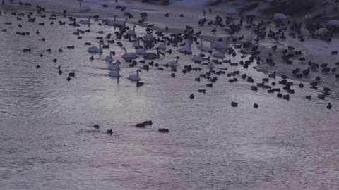 Birds on the river Stock Footage 148442129