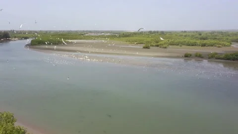Birds on the river Stock Footage 236314870