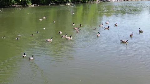 Birds on a river Stock Footage 311575779