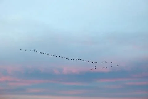 Birds on river 写真素材