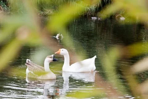 Birds on river 写真素材