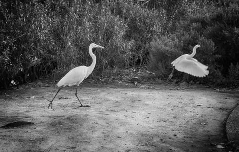 Birds on river 写真素材