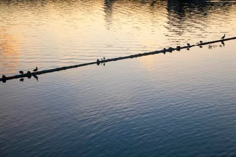 Birds on the river Stock Photos