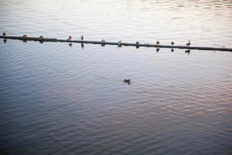 Birds on the river Stock Photos