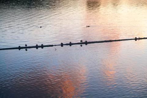Birds on the river Stock Photos