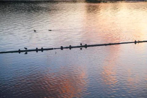 Birds on the river Stock Photos