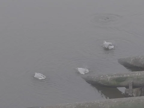 Birds on River Scene 動画素材 337376608