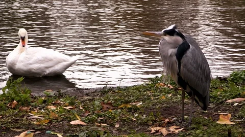 Birds by the river Thames 스톡 동영상 120290527