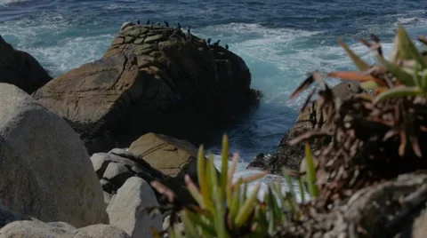 Birds on Rock 60fps Video stock 36785337