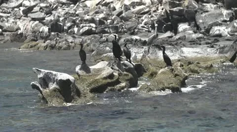 Birds on a rock 스톡 동영상 22110983