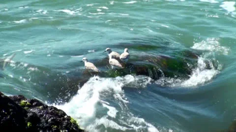 Birds on a rock Stock Footage 22565738
