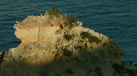 Birds on the rock Video stock 46966479