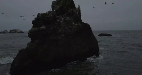 Birds Rock Stock Footage 96615612
