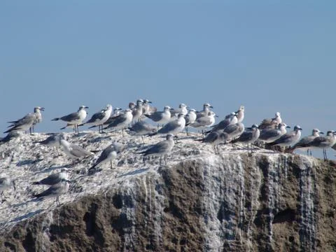 Birds on rock Stock Photos