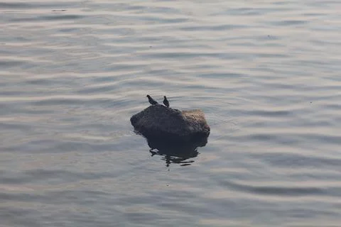 Birds on a rock Stock Photos
