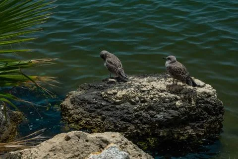 Birds on a rock in the sea Stock Photos