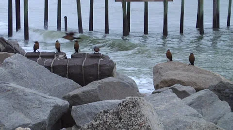 Birds on rocks fly away Video stock 24634741