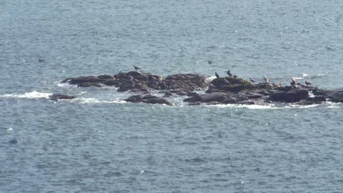 Birds on rocks Stock Footage 79565772