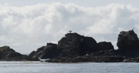 Birds on the rocks Stock Footage 117289586