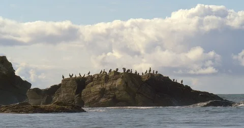 Birds on the rocks Stock Footage 117289601