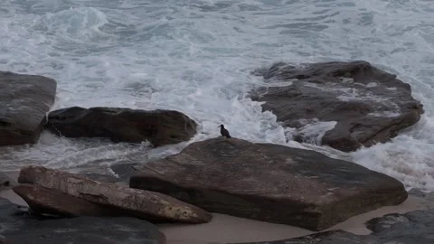 Birds on the Rocks Stock Footage 318066911