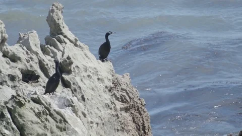 Birds on Rocks Over the Ocean 스톡 동영상 85456322