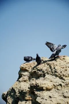 Birds on the rocks. Stock Photos
