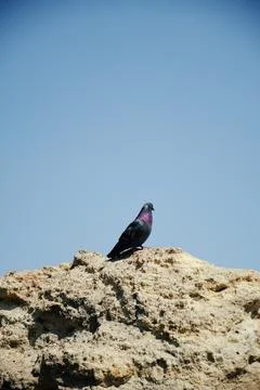 Birds on the rocks. Stock Photos