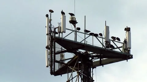 Birds roosting on a tower Stock-Footage 8599958