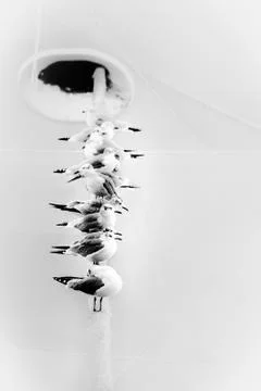 Birds on the rope Stock Photos