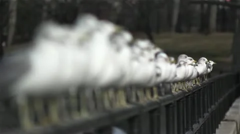 Birds in a row slow motion rack 2 Stock Footage 11023374