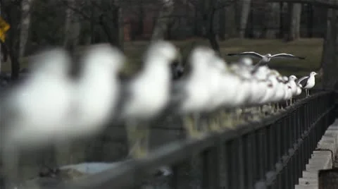 Birds in a row slow motion rack 1 Stock Footage 11023413