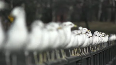Birds in a row slow motion rack 4 Stock Footage 11024052