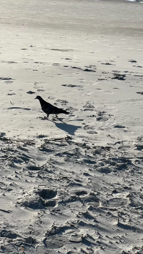 Birds running around in the rough beach sand on a sunny day Stock Footage 196818550