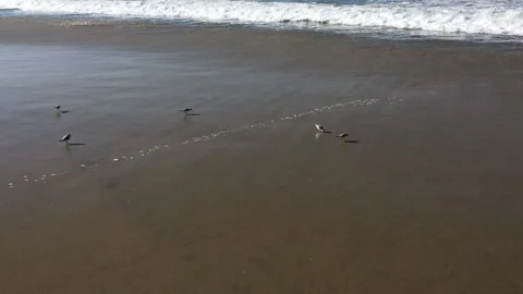 Birds Running from Ocean Surf Stock Footage 137069895