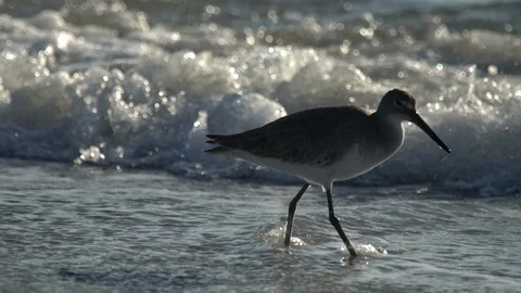 Birds Sandpipers Stock Footage 102532397