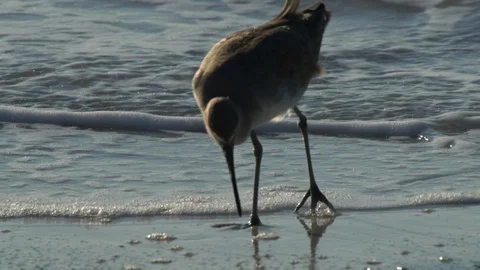 Birds Sandpipers Stock Footage 102533344