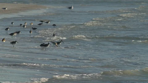 Birds Sandpipers Stock Footage 102533425