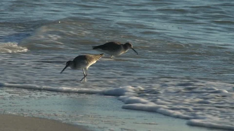Birds Sandpipers Stock Footage 102534225