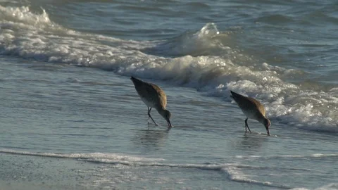 Birds Sandpipers Stock Footage 102534274