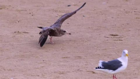 Birds on Sandy Beach Stock Footage 292821619