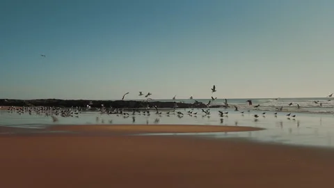 Birds at the sandy beach by the ocean Stock Footage 285665297